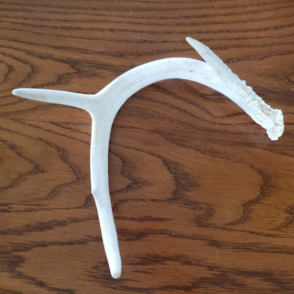 Whitetail Deer Shed Antler Decor/ Crafting